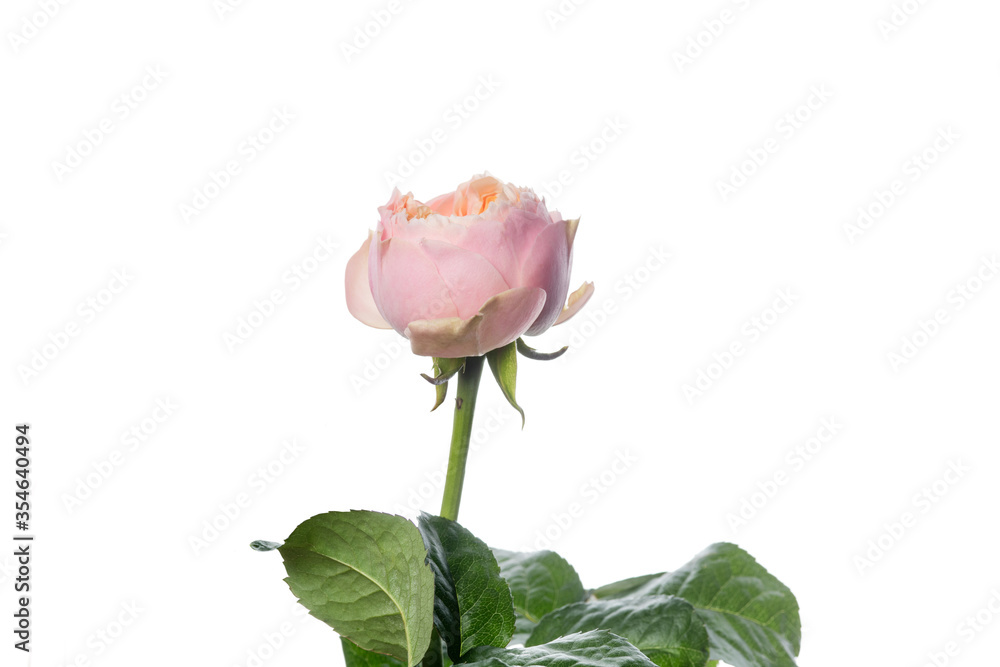Obraz premium Pink Romantic vuvuzela rose. Close up beautiful flower isolated on white studio background. Design elements for cutting. Blooming, spring, summertime, tender leaves and petals. Copyspace.
