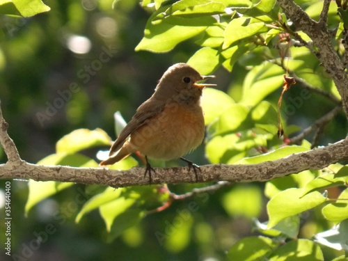 a small bird sings on the branches