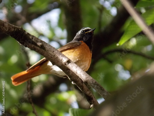 a small bird on a branch