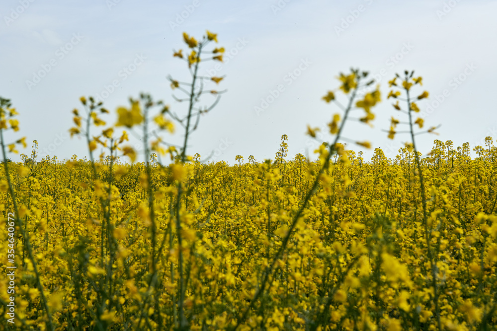 Obraz premium Rape field