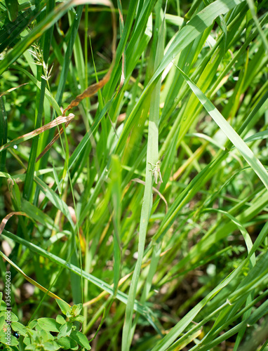 summer grass field leaf and green grasshopper