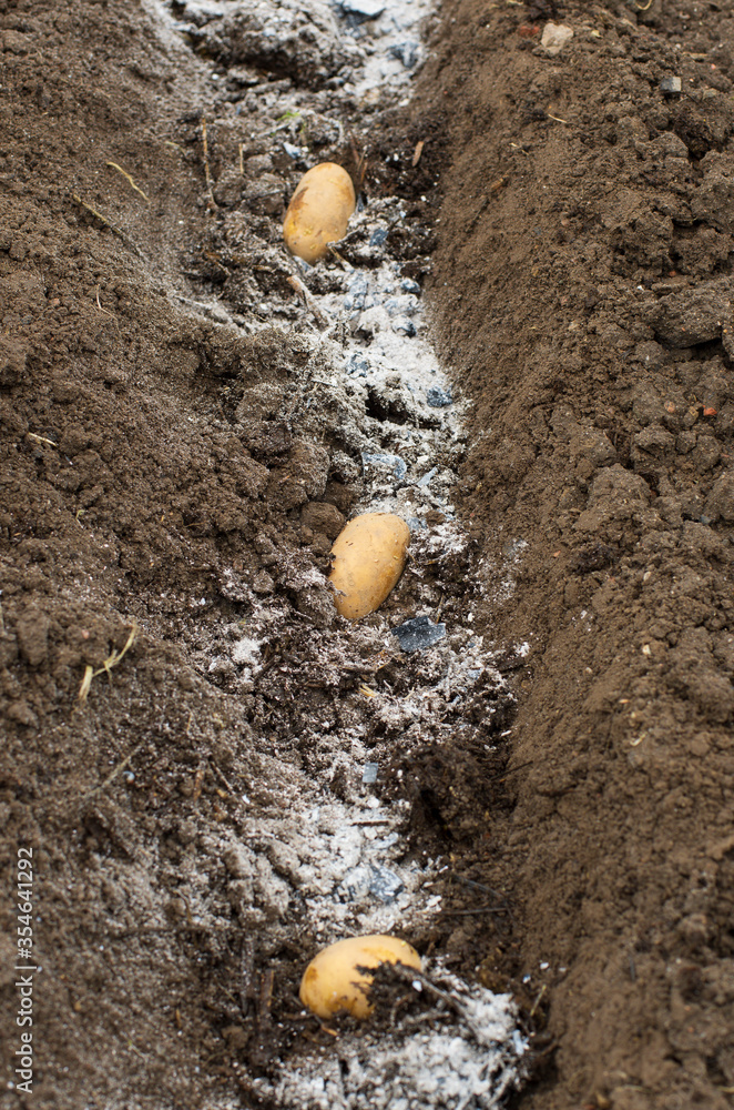 Three potatoes in the fertilized ground ready for spring planting close up Three potatoes in the fertilized ground ready for spring planting close up