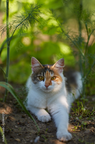 Wallpaper Mural Cat resting in the garden Torontodigital.ca