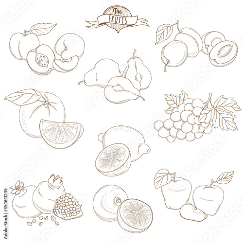 Set of Outline hand drawn fruits with leaves  apple  pear  apricot  plum  orange  lemon  grape  pomegranate  grapefruit  peach 