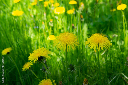 yellow dandelions in green grass and on a sunny day