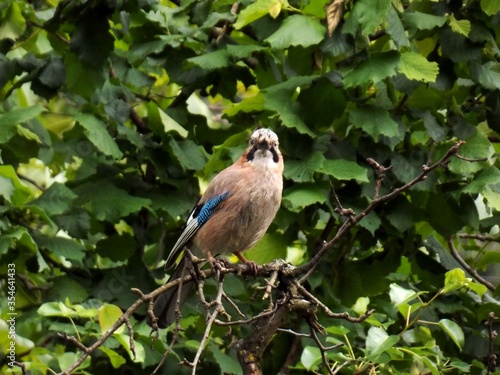 a bird on a branch