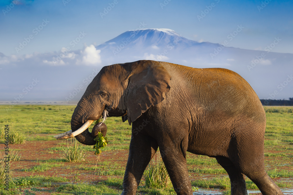 Fototapeta premium An African Elephant Eating With Mt Kilimanjaro In The Background
