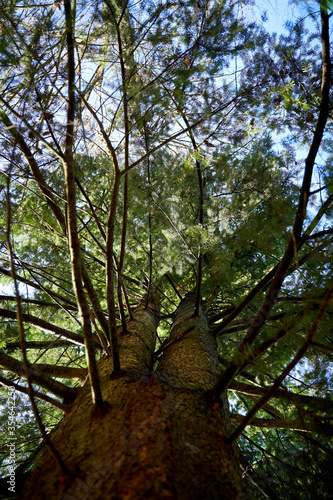 Very old pine tree