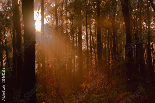 Morning Light Through Forest Trees