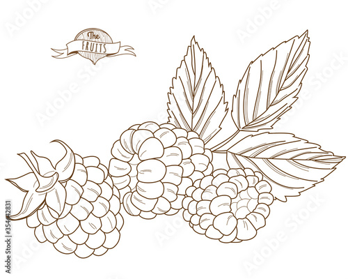 Vector illustration Outline hand drawn raspberry (flat style, thin line).