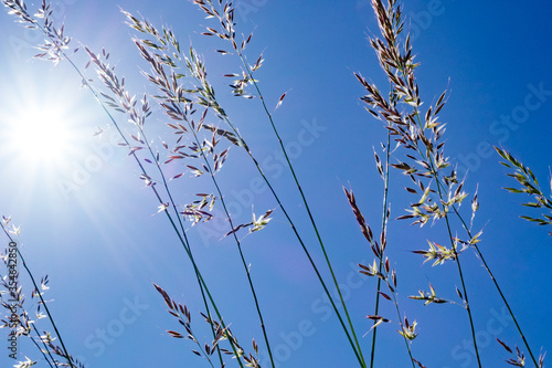 Die Sonne blitzt durch hohe Gräser und der strahlend blaue Himmel verheißt schönstes Sommerwetter.