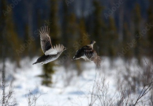 Foto Spruce grouse Interior Alaska