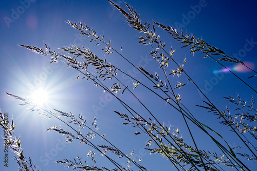 Die Sonne blitzt durch hohe Gräser und der strahlend blaue Himmel verheißt schönstes Sommerwetter.
