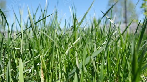 Low angle view of green grass blades on sunny day. Natural background concept.