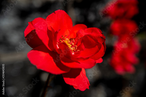 Foto roses rouge 1