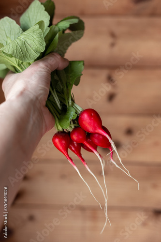 Radish in the hand. Red vegetable with green leaves on a background of a wooden wall. 
