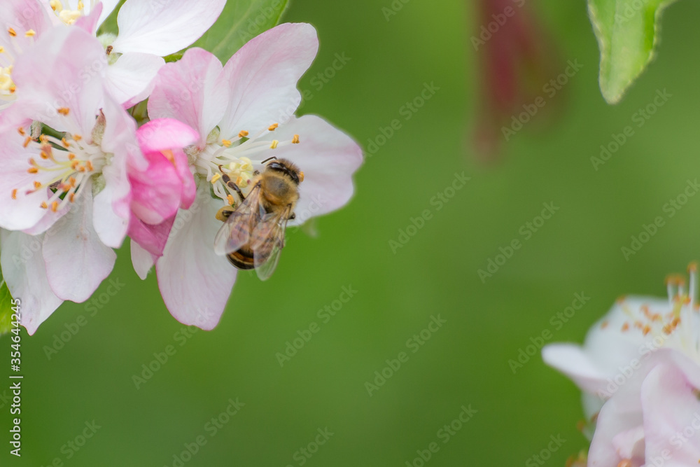 Flying honey bee collecting bee pollen from apple blossom. Bee collecting honey. Flying honey bee collecting bee pollen from apple blossom. Bee collecting honey.