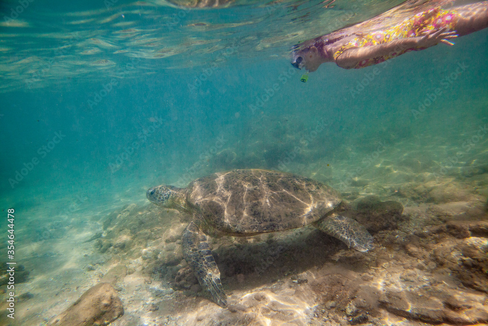 Obraz premium A girl swims with a large turtle in the sea ocean near a coral reef in Sri Lanka.