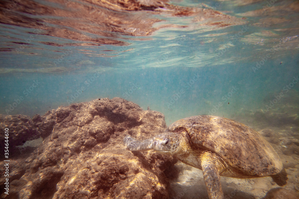 A girl swims with a large turtle in the sea ocean near a coral reef in Sri Lanka.