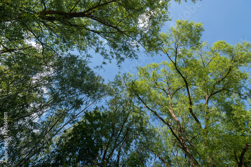 Fototapeta Naklejka Na Ścianę i Meble -  Drzewa liście i gałęzie 