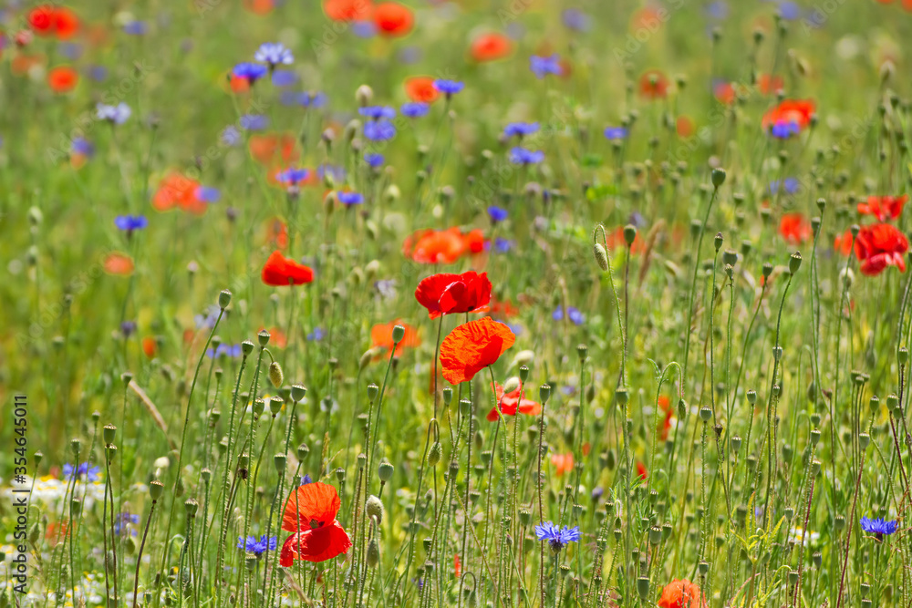 Fototapeta premium Wildblumenwiese mit Klatschmohn und Kornblumen