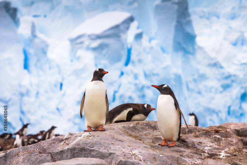 Obraz premium Penguins on antarctic rock