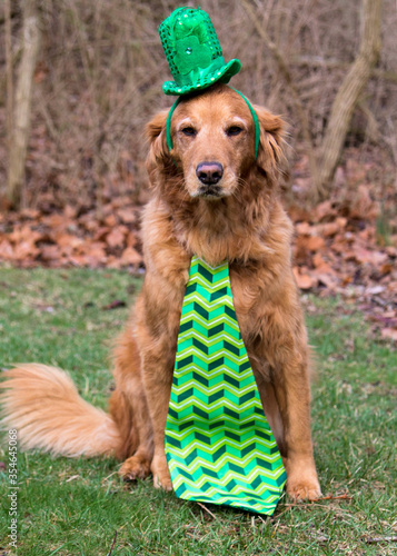 Golden Retriever dog wearing a St. Patrick's Day Hat and tie
