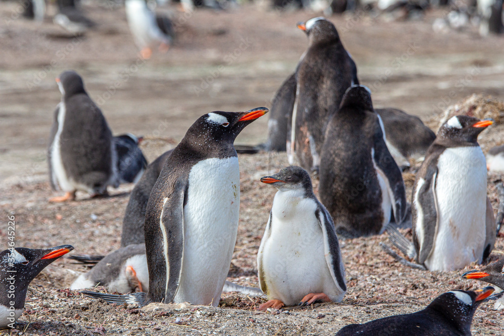 Naklejka premium Penguins colony antarctica