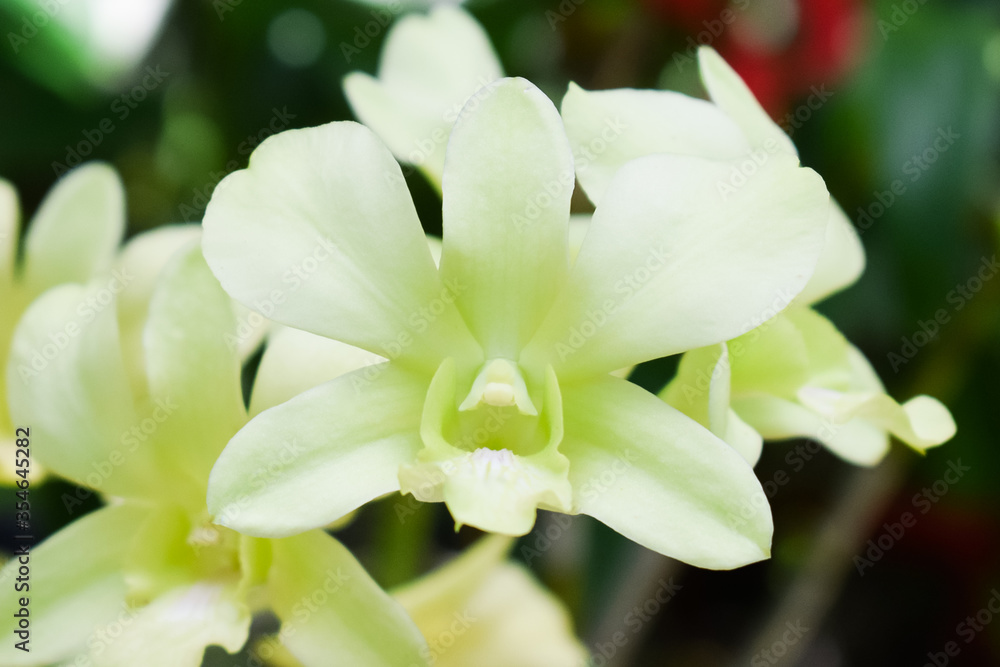 Big green-white orchid flower branch, close up photography. Big green-white orchid flower branch, close up photography.