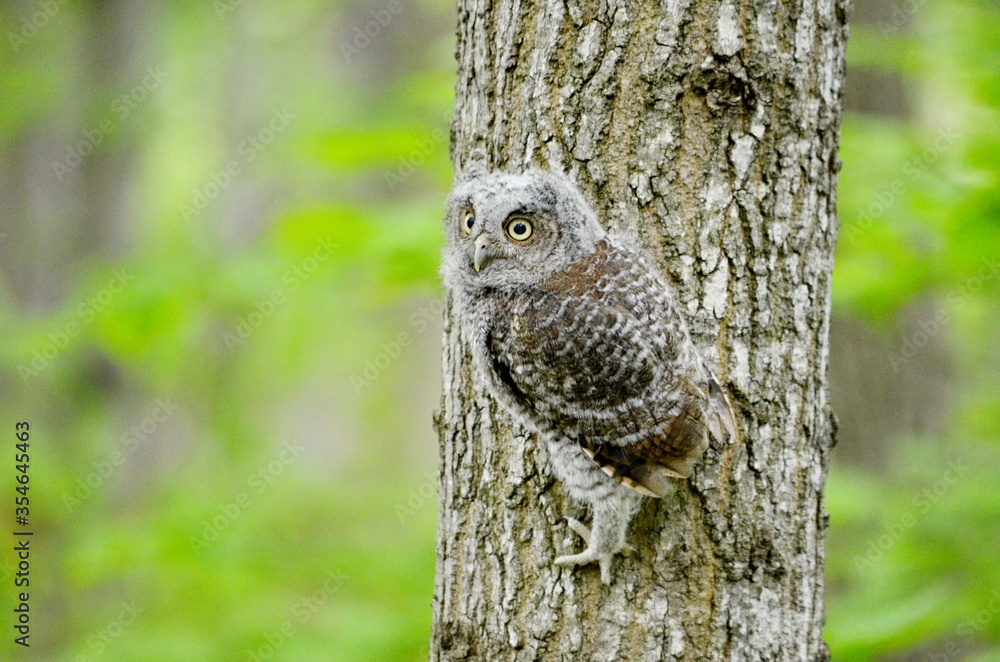 Baby Eastern Screech Owl perched on a tree Baby Eastern Screech Owl perched on a tree
