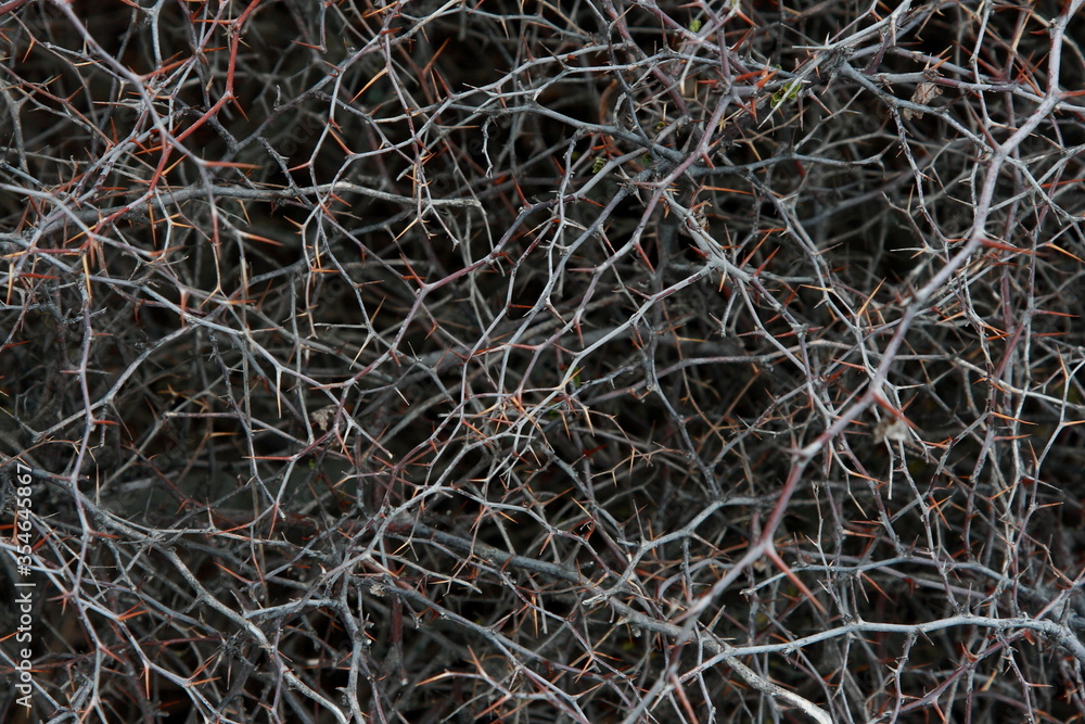 interweaving branches of prickly shrubs with huge spikes interweaving branches of prickly shrubs with huge spikes