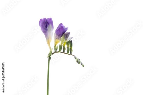 Freesia. Close up beautiful flower isolated on white studio background. Design elements for cutting. Blooming, spring, summertime, tender leaves and petals. Copyspace.