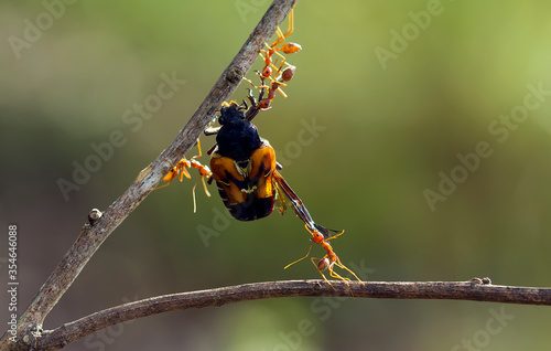 Big Catch of Red Ant © abdul gapur dayak
