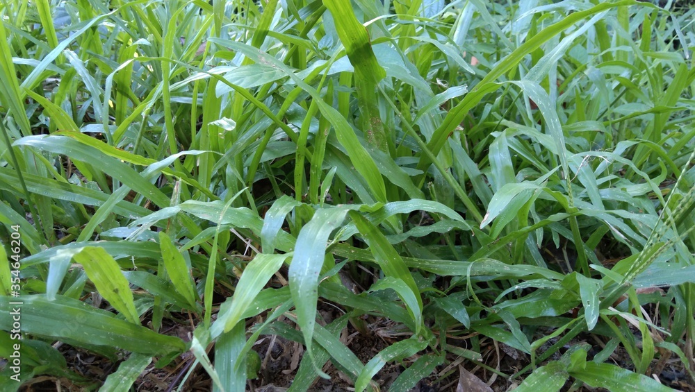 green grass in a field green grass in a field
