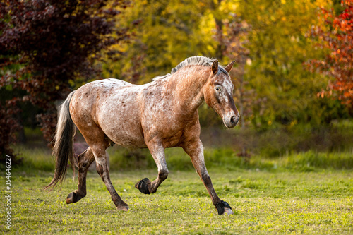 Beautiful stunning welsh mountain pony young helathy stallion running and posing on pasture on golden hour. Amazing colorful scenery with great animal.