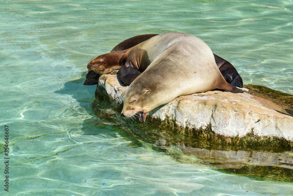 Fototapeta premium Navy seals lying on a rock in the pool