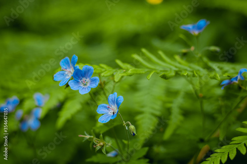 Little blue flowers on a green background