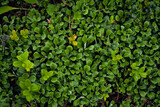 Green Purslane plant.Portulaca oleracea