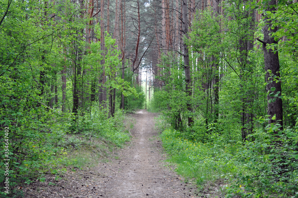 A path in a beautiful pine forest in central Europe. A path in a beautiful pine forest in central Europe.