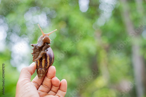 The hand is holding the snail and the bokeh background.