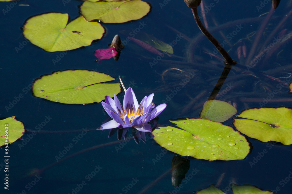 Water Lily floating with pads in water Water Lily floating with pads in water
