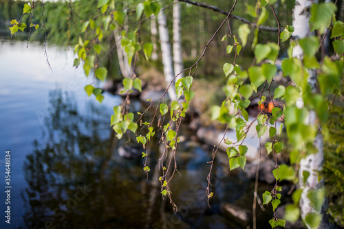 birch and lake with kokko photo