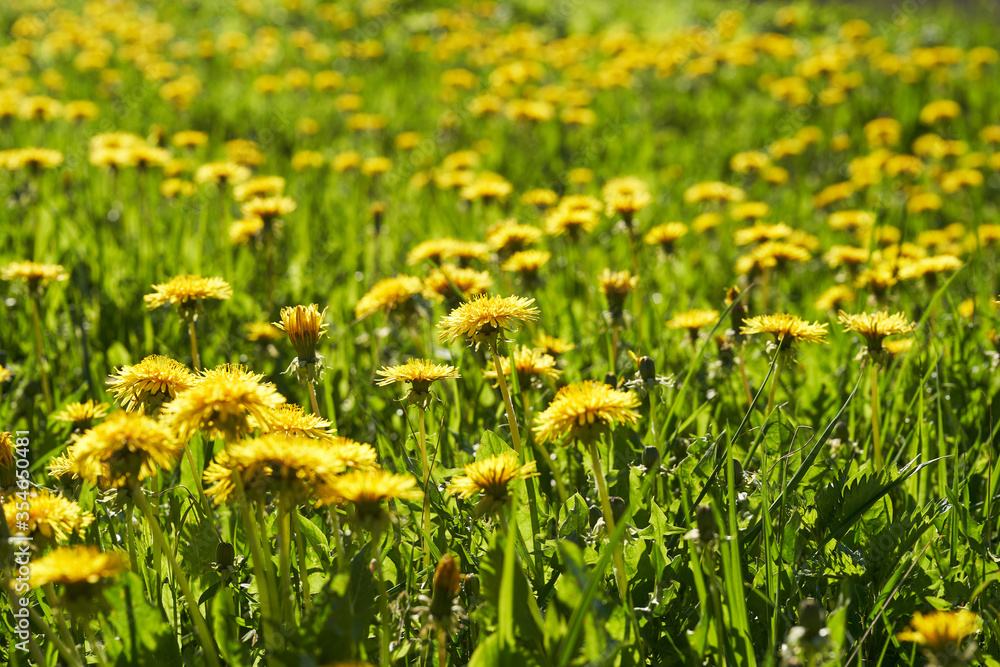 Fototapeta premium Close up of blooming yellow dandelion flowers (Taraxacum officinale) in garden on spring time