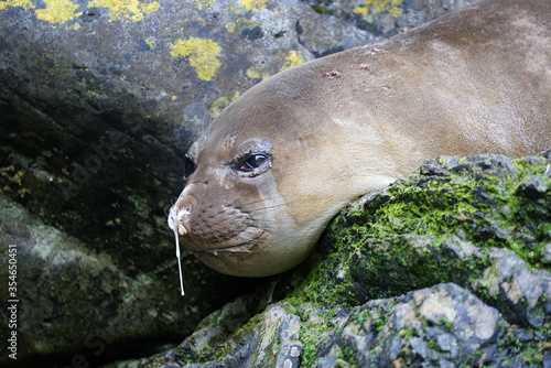 Obraz na płótnie Elephant seal lying on stones with a bit of snot hanging on the nose