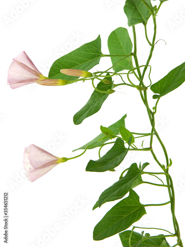 Field bindweed plant isolated on white, Convolvulus arvensis
 photo