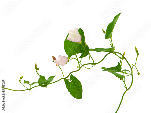 Field bindweed plant isolated on white, Convolvulus arvensis photo