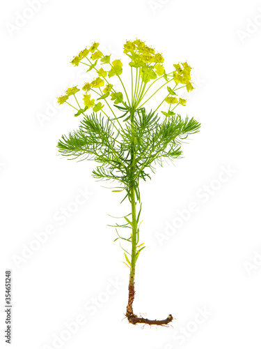 Cypress spurge plant isolated on white, Euphorbia cyparissias