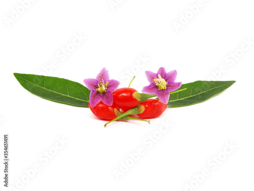 Fruits  flowers and leaves of Goji berry or Wolfberry  Lycium barbarum 