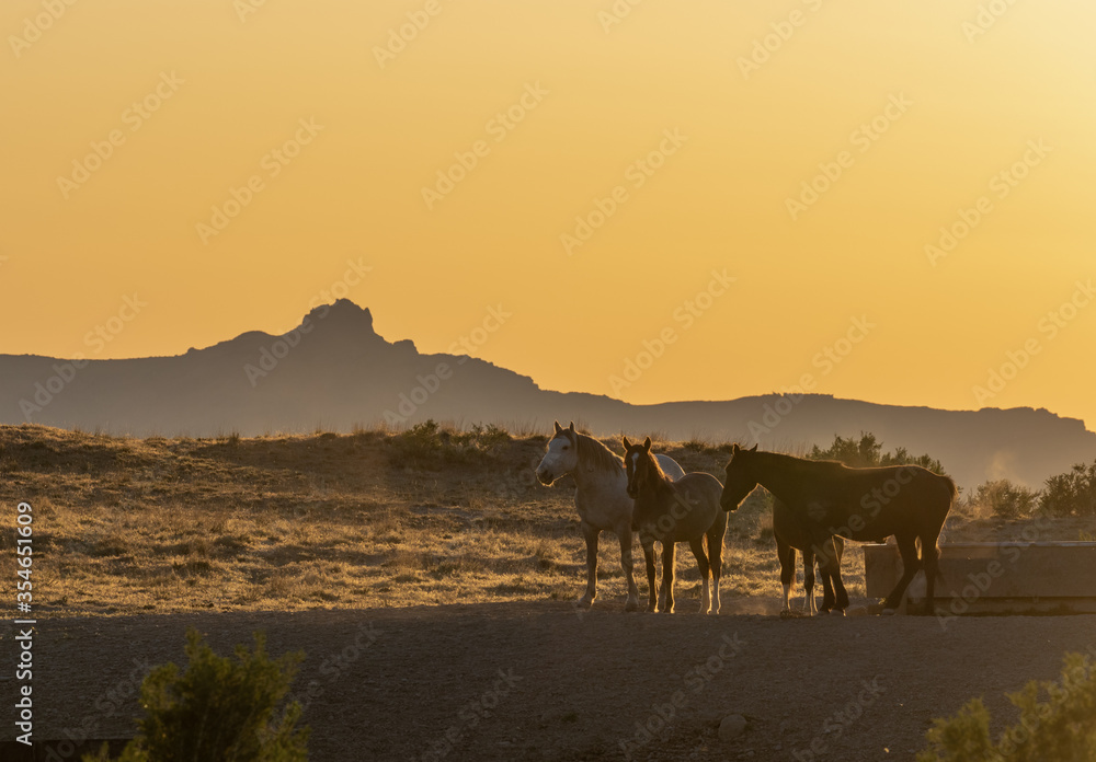 Wild Horses in Spring in the Utah Desert Wild Horses in Spring in the Utah Desert
