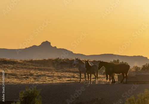 Wild Horses in Spring in the Utah Desert